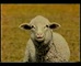 Royal Easter Show 'Lamb'